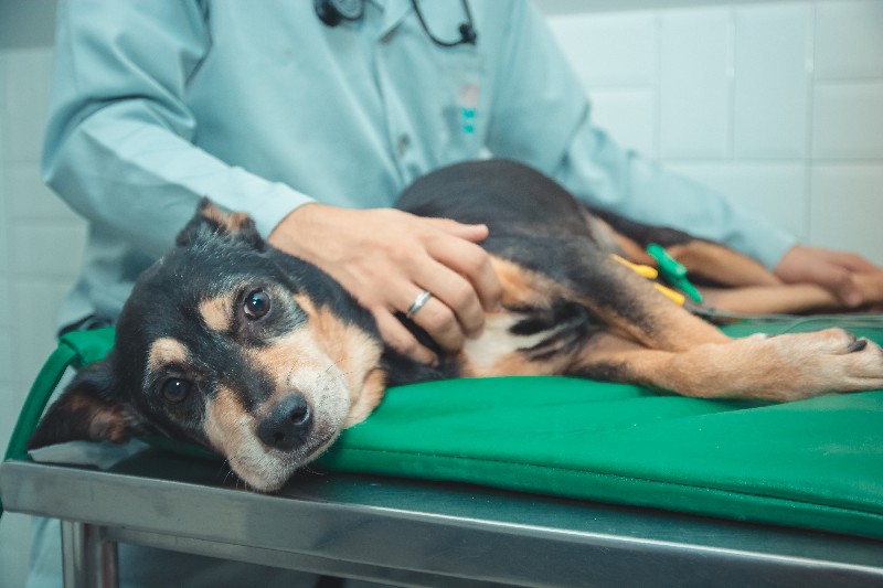 Castração de cachorro