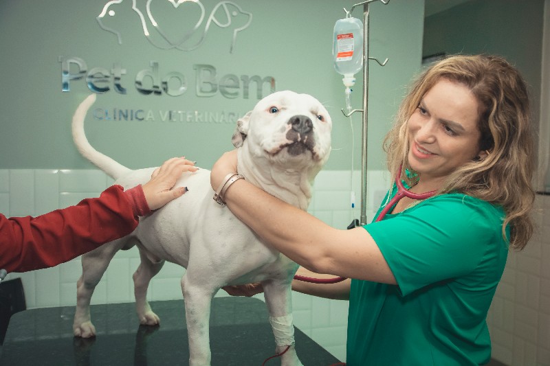 Imagem ilustrativa de Cirurgia de tecidos moles em pequenos animais