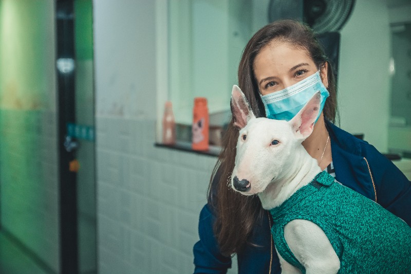 Consulta veterinária preço