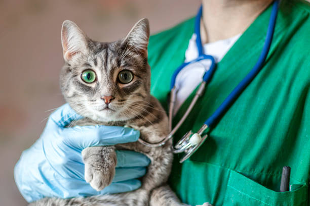 Veterinário especialista em felinos