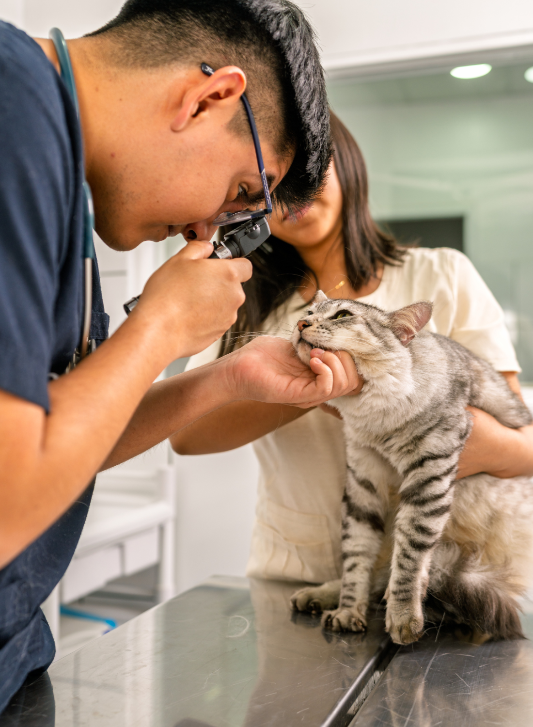 imagens na vertical petdobem